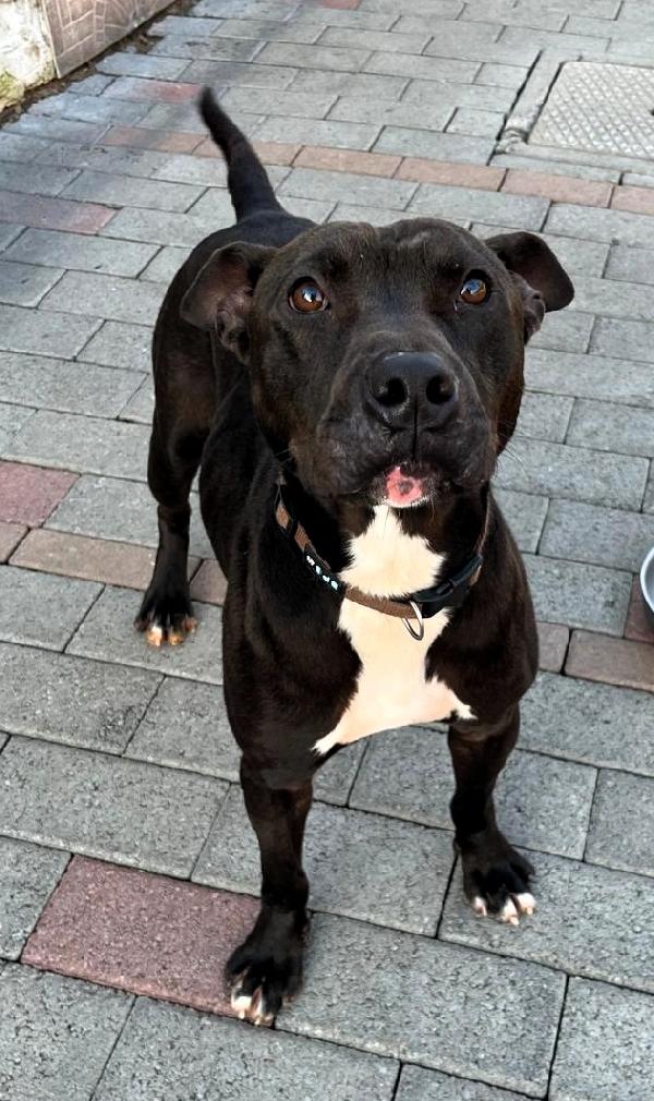 MAX GIOVANE PIT Foto 7